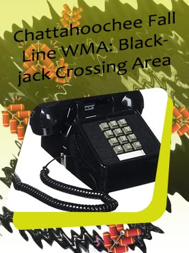 Blackjack phone line